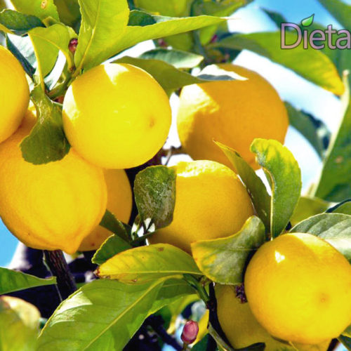 Dieta Zenzero E Limone 2 Kg In 3 Giorni Dieta del limone per dimagrire fino a 4 kg in una settimana con menu